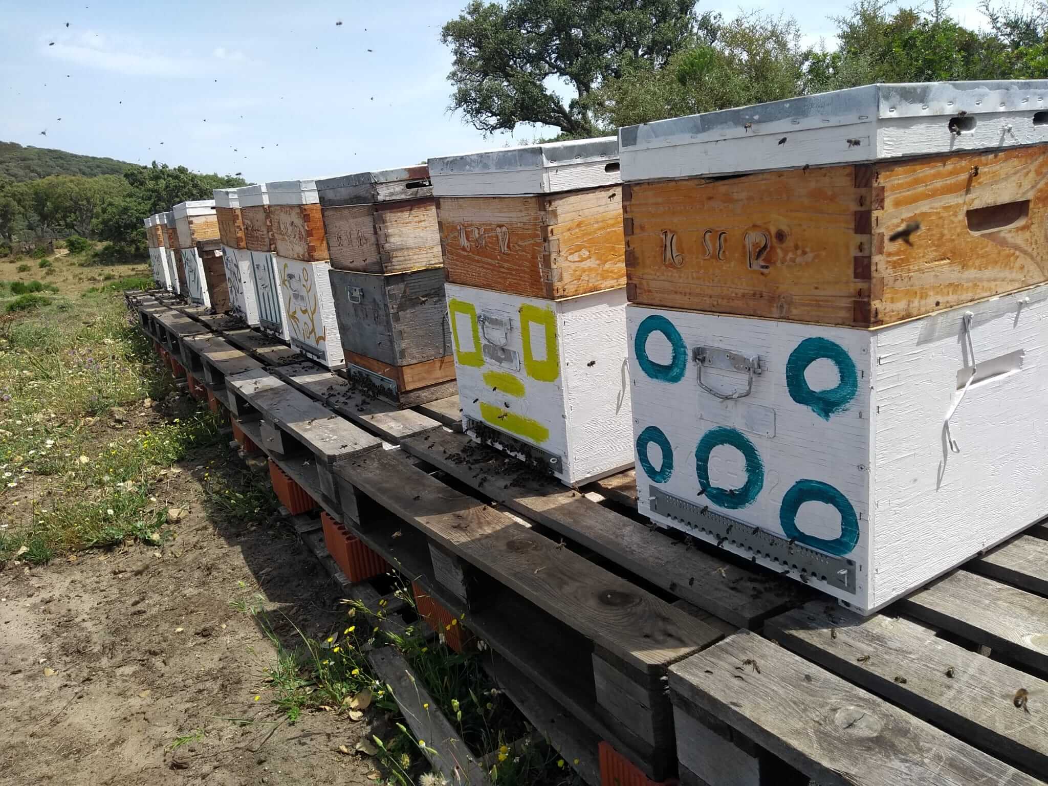 Raw Organic Honey